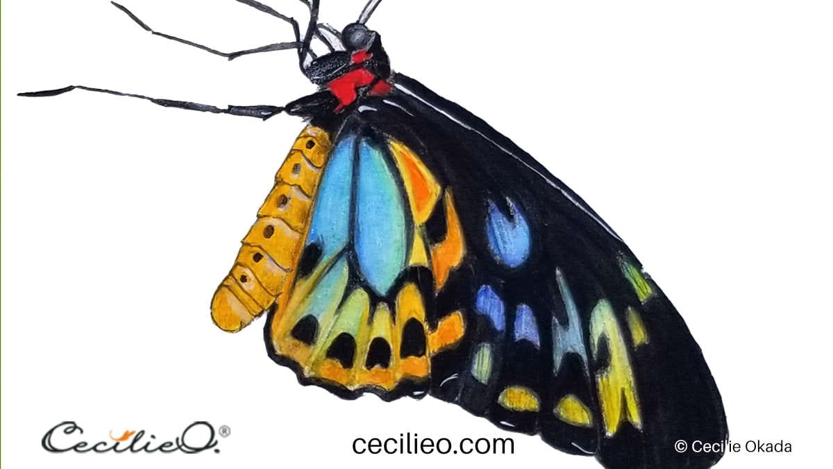 How to Use Watercolor Pencils: Colorful Butterfly