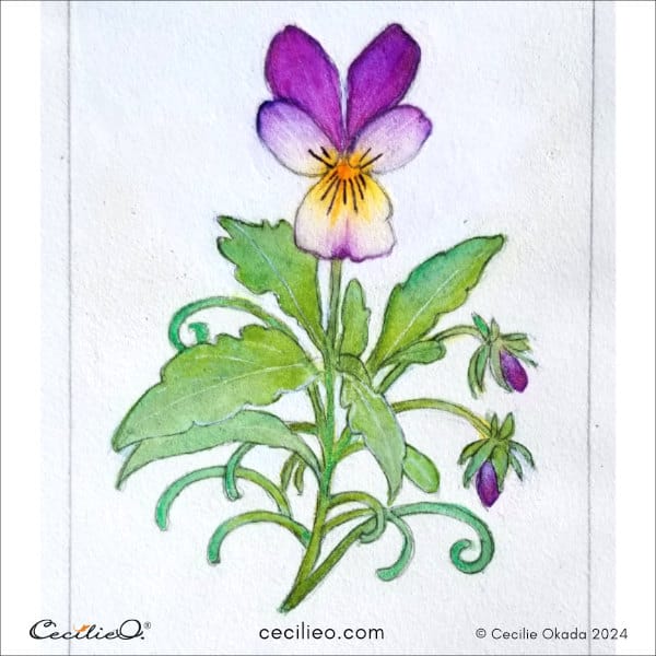 The finished watercolor painting of a wild pansy flower.