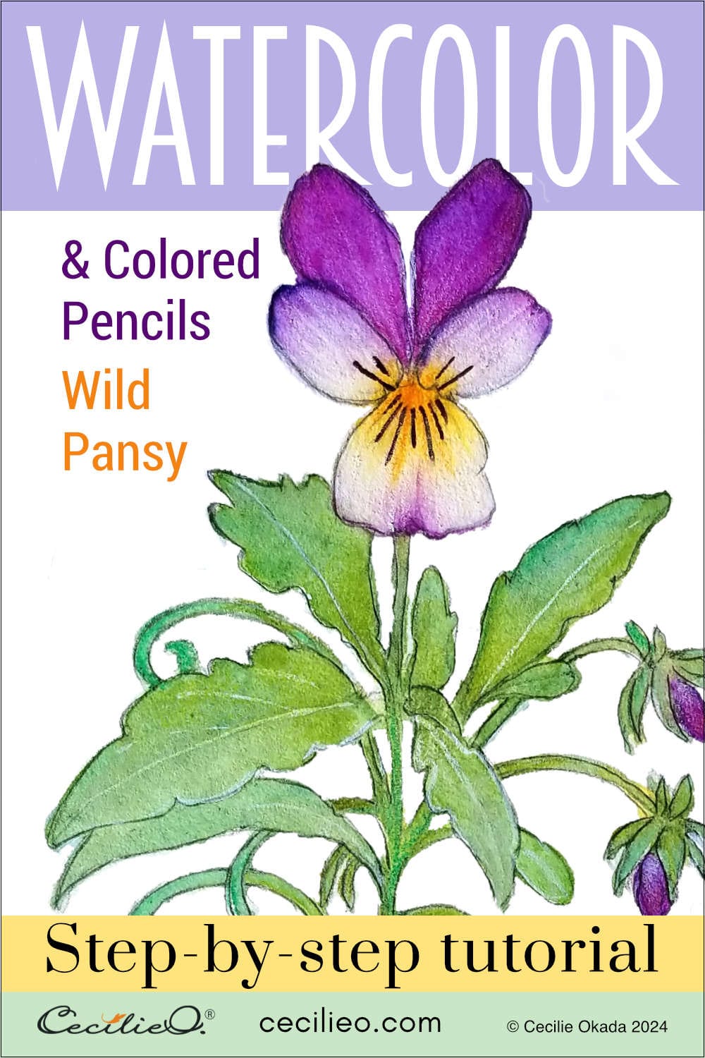 Step-by-step tutorial to watercolor wild pansies. Apply the watercolors in the right order to paint a beautiful pansy.  