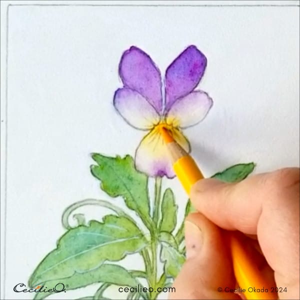 Draw with yellow colored pencils on the dry watercolor.