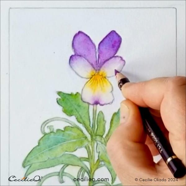 Draw with purple colored pencils on the dry watercolor.
