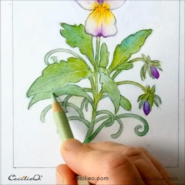Draw with various green colored pencils on the dry watercolor.