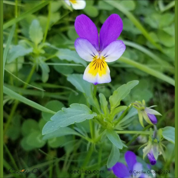 Reference photo of wild pansy for watercolor tutorial.