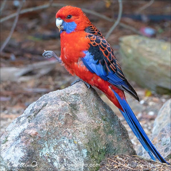 Crimson Rosella parrot refrence photo.