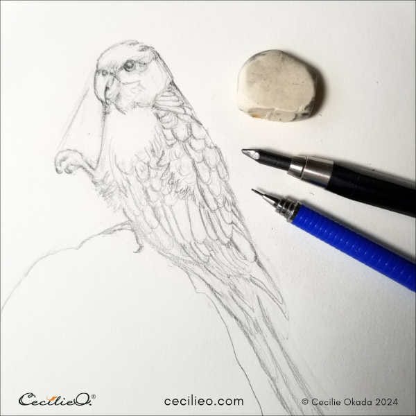 The finished sketch of the red parrot.