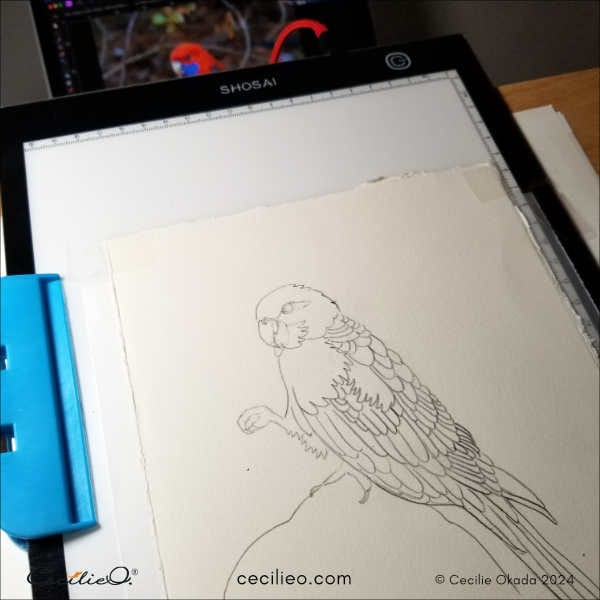 The tracing of the parrot outline drawing on the watercolor paper.
