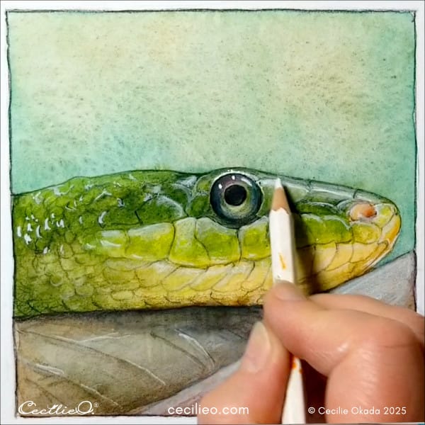 Drawing with white pencil to get the light right.