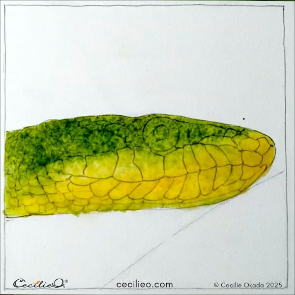 First layer of green and yelow watercolor for the snake body.