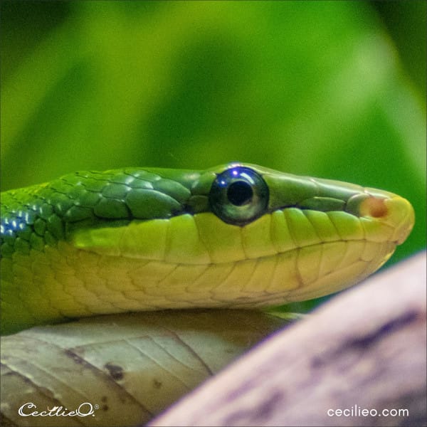 Reference photo for snake watercolor tutorial.