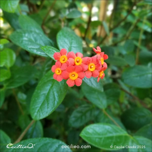 Red Panama Rose reference photo 1