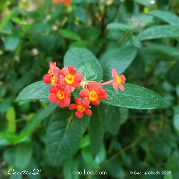 Red Panama Rose reference photo 2