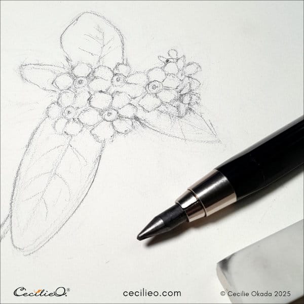 Sketching a Panama Rose flower cluster 1