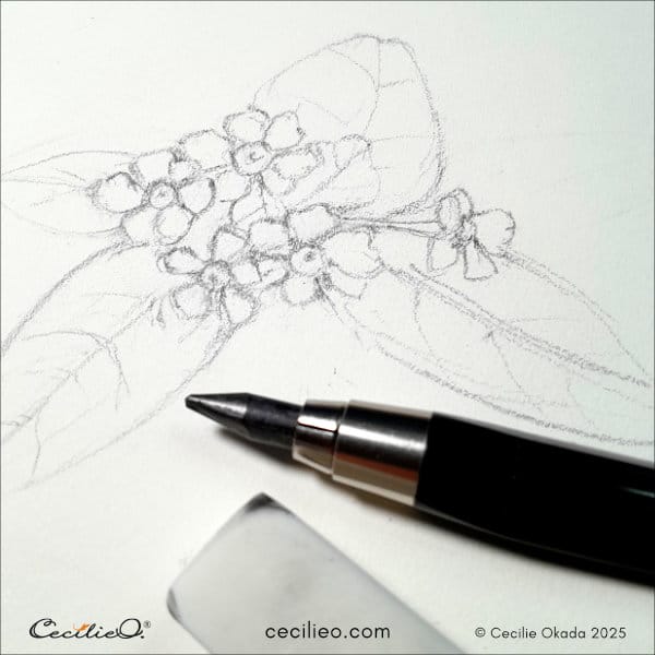 Sketching a Panama Rose flower cluster 2