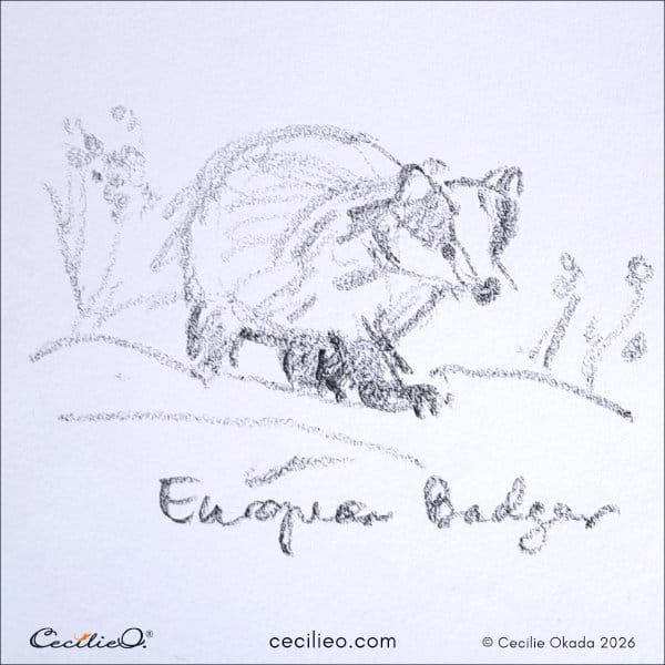 Quick sketch of a badger in a determined, fast-paced walk.