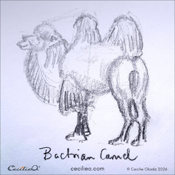 Relaxed, simple sketch of a mellow camel with a calm expression.