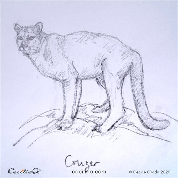 Steady, focused drawing of a cougar watching from a high vantage point.