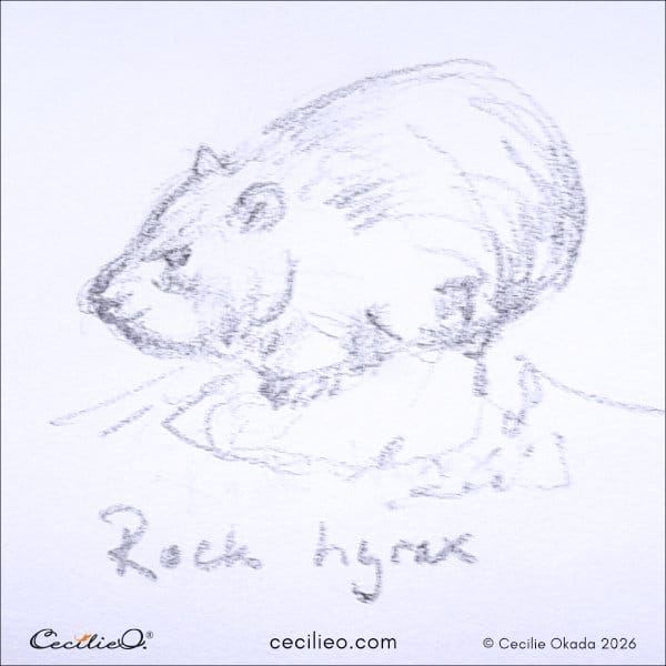 Quirky, inquisitive sketch of a hyrax in a "thinking" pose.