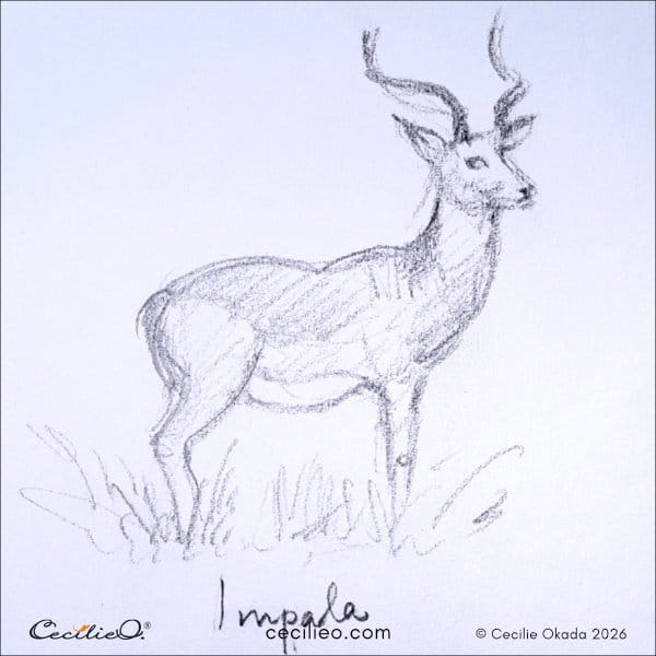 Sketch of an impala looking relaxed yet fully alert and attentive.