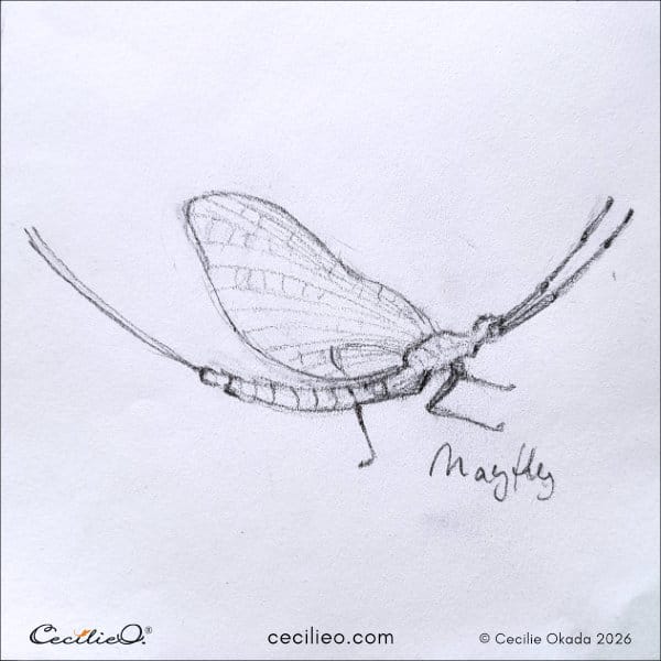 Quick sketch of a tiny, strange mayfly.