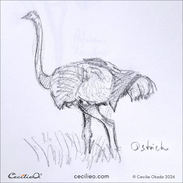 Confident line drawing of an ostrich with its head held high.
