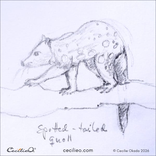 Quick pencil strokes capturing the nervous energy of a quoll.