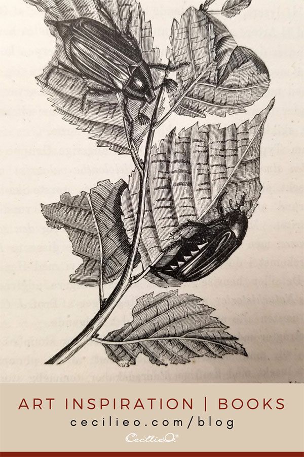 Vintage Beetles and Colorful Butterflies Post feature image