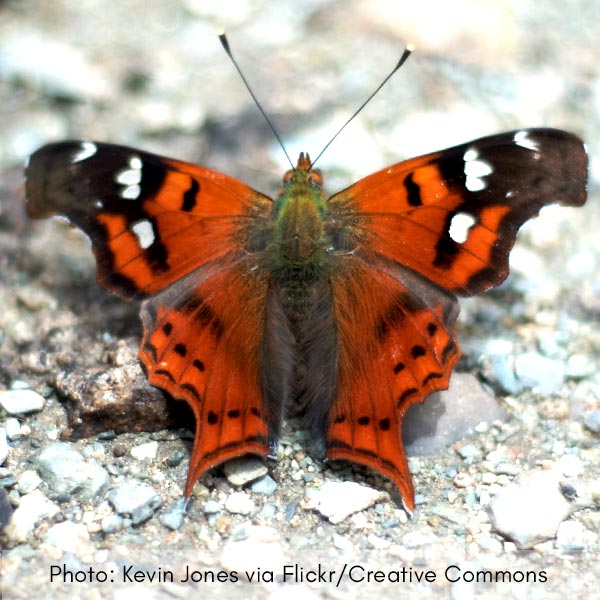 Photo of butterfly no. 1