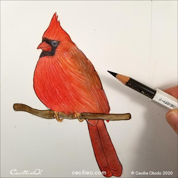 Drawing the outline with a sepia colored pencil. 