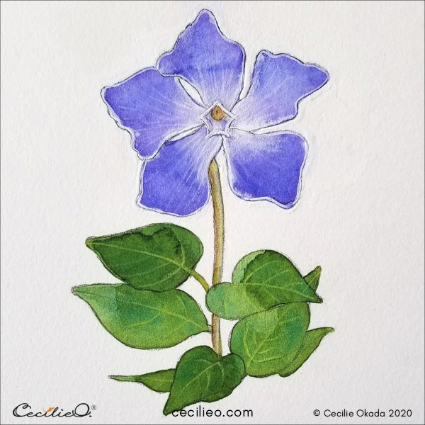 The blue periwinkle flower is done.