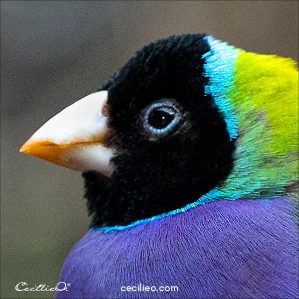 Close-up of the bird's eye- phtograph.