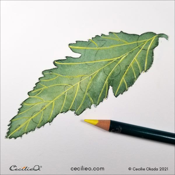 Drawing with colored pencils over the white veins.