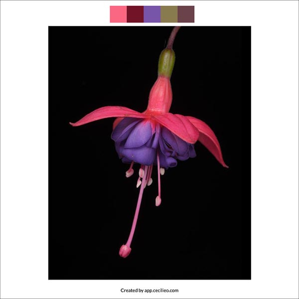 Color palette using the free Manual Color Palette tool.