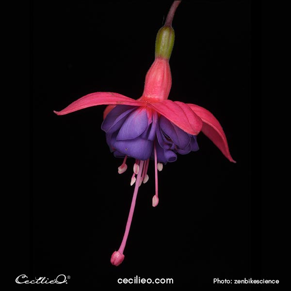 Fuchsia reference photo.