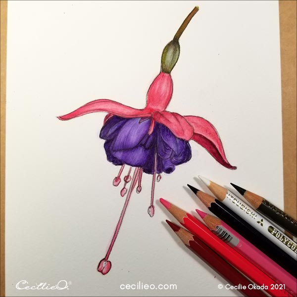 Adjusting the purple petals with colored pencils and white gouache to complete the watercolor fuchsia. 