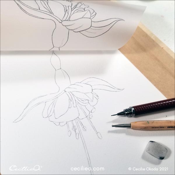 Outline of the flower. 
