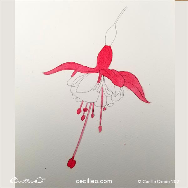 First apply watercolor to the ponk petals.