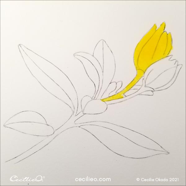 Watercolor one bud with yellow first.
