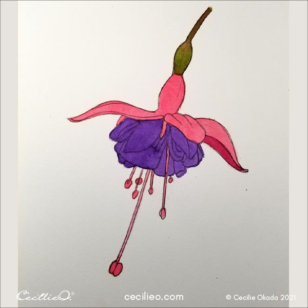 Redrawing the outline with a dark brown pencil. 