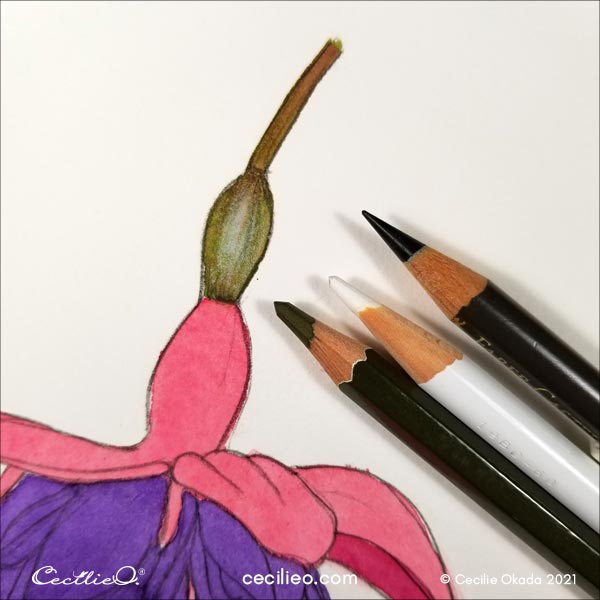Drawing 3D effects on the stem with colored pencils. 