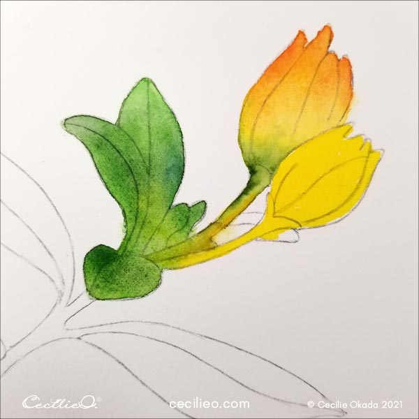 Water yellow on the second bud.