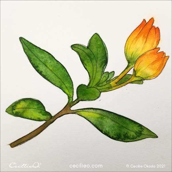 Draw the outline again with a dark brown colored pencil.