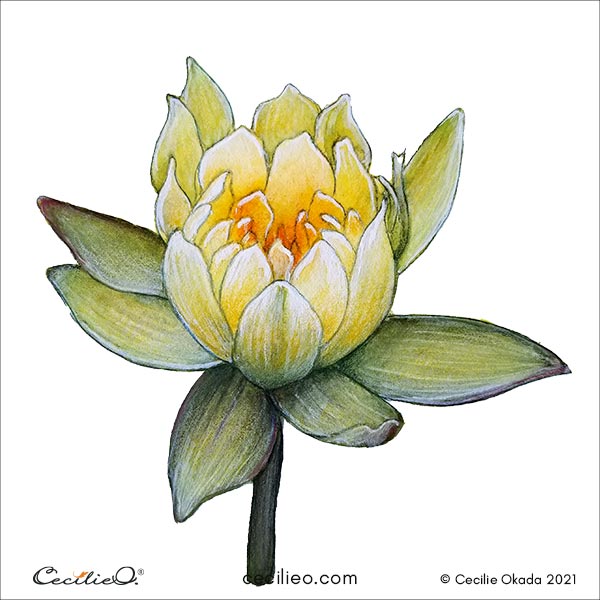 The completed golden watercolor lotus enhanced with colored pencils.