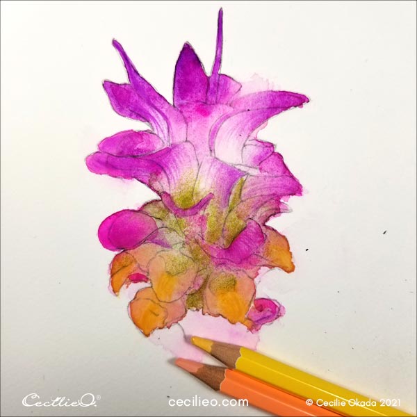 Drawing with watercolor pencils on the yellow petals. 