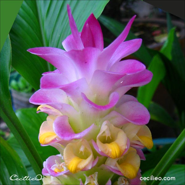 Reference photo of Queen Lily or Turmeric flower.