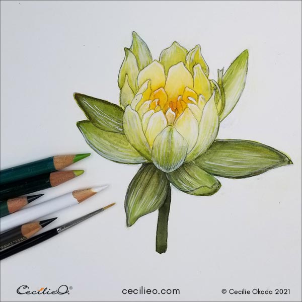 Drawing details on the watercolor painting with colored pencils.