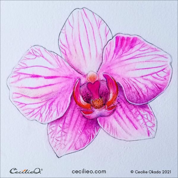 Completed orchid flower art with watercolor pencils. 