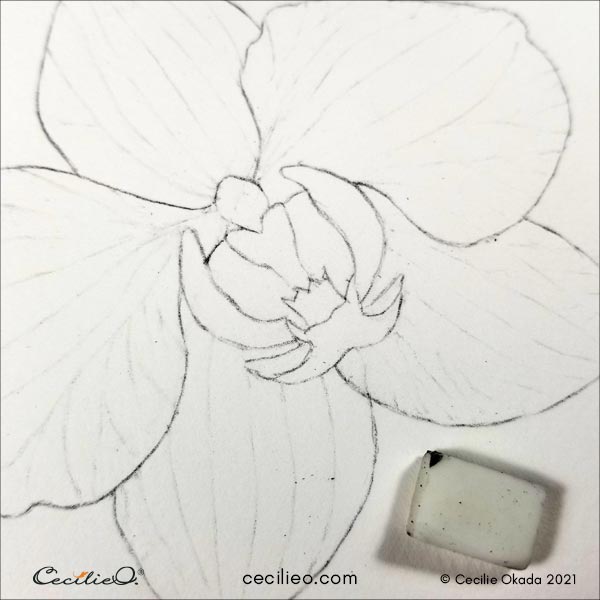 Erasing the lines on the petals, leaving only slight pencil marks.
