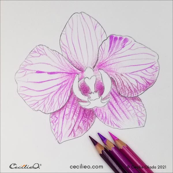 Drawing the lines on the petals with watercolor pencil. 