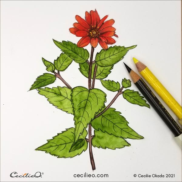 Drawing an outline for the leaves including veins. 
