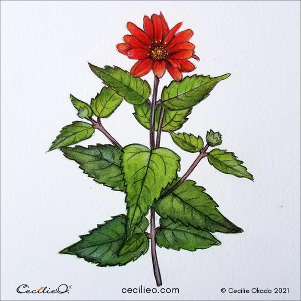 An easy watercolor art project is now complete; a red Mexican sunflower in full bloom. 
